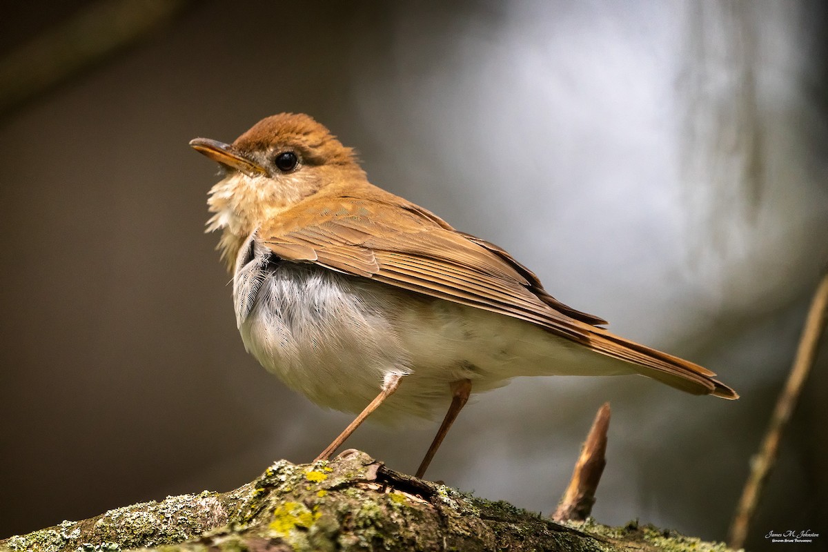 Veery - ML161116381