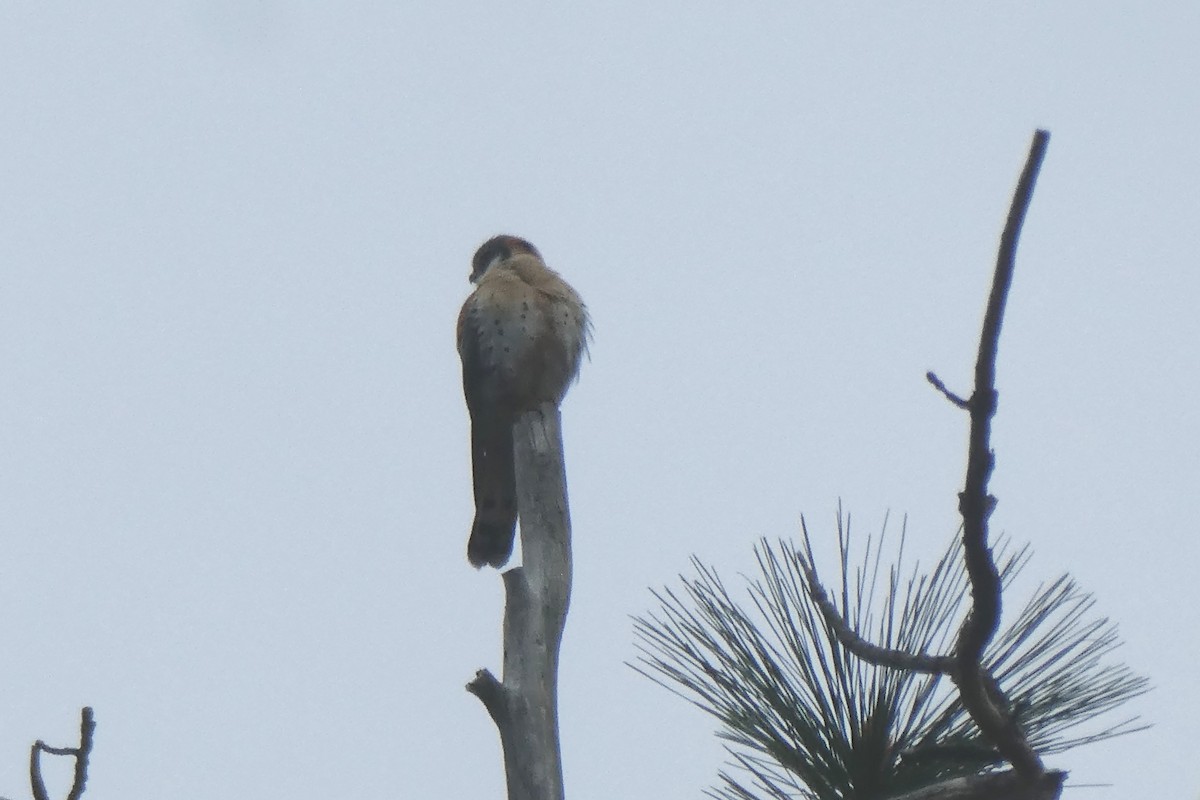 American Kestrel - ML161116521