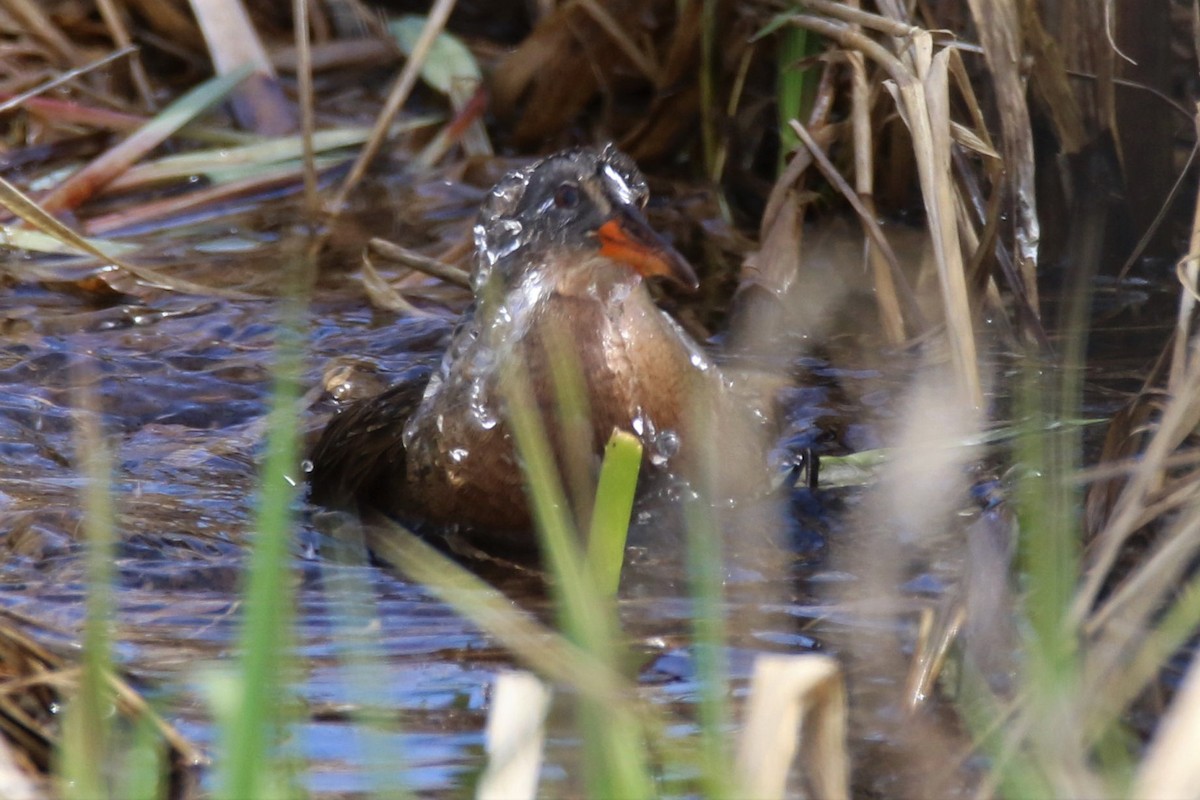 Virginia Rail - Luc Tremblay