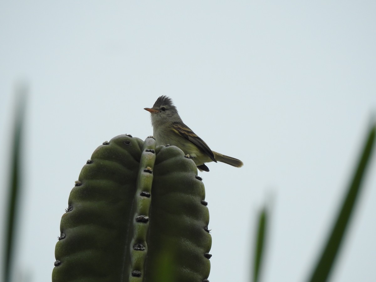 Southern Beardless-Tyrannulet - ML161116831