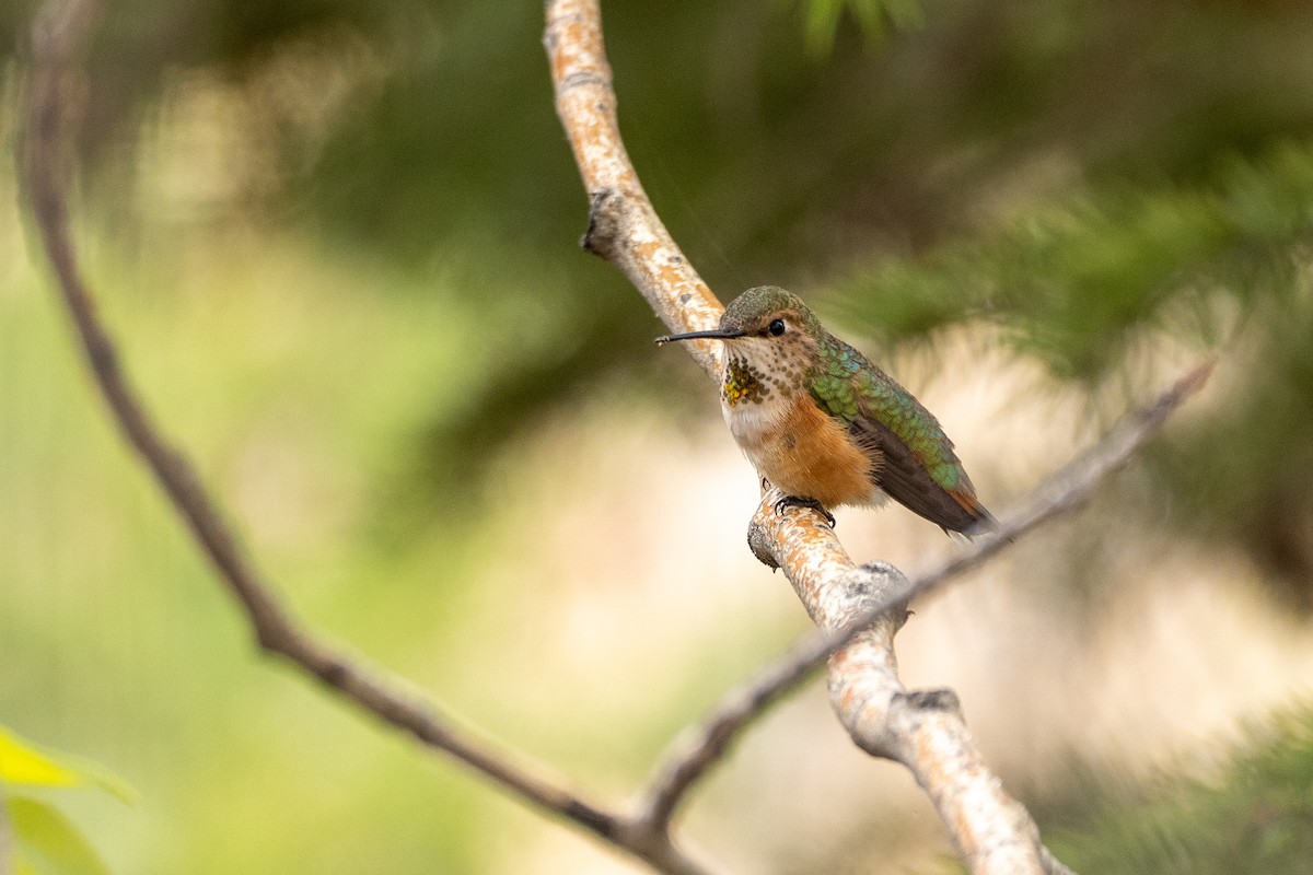 Rufous Hummingbird - ML161116851