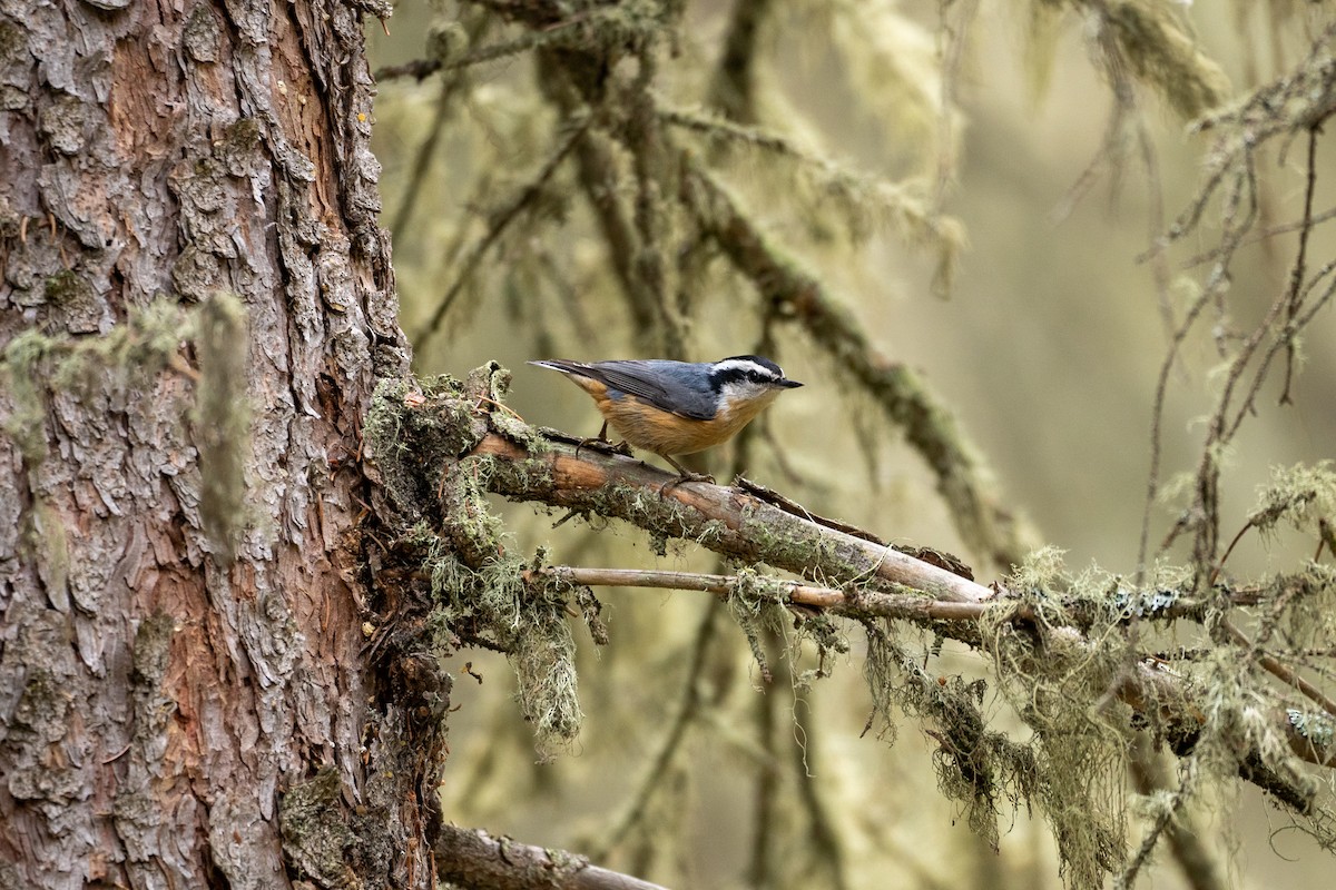 Red-breasted Nuthatch - ML161117141
