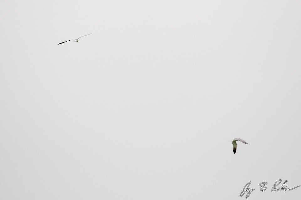 Caspian Tern - ML161117251