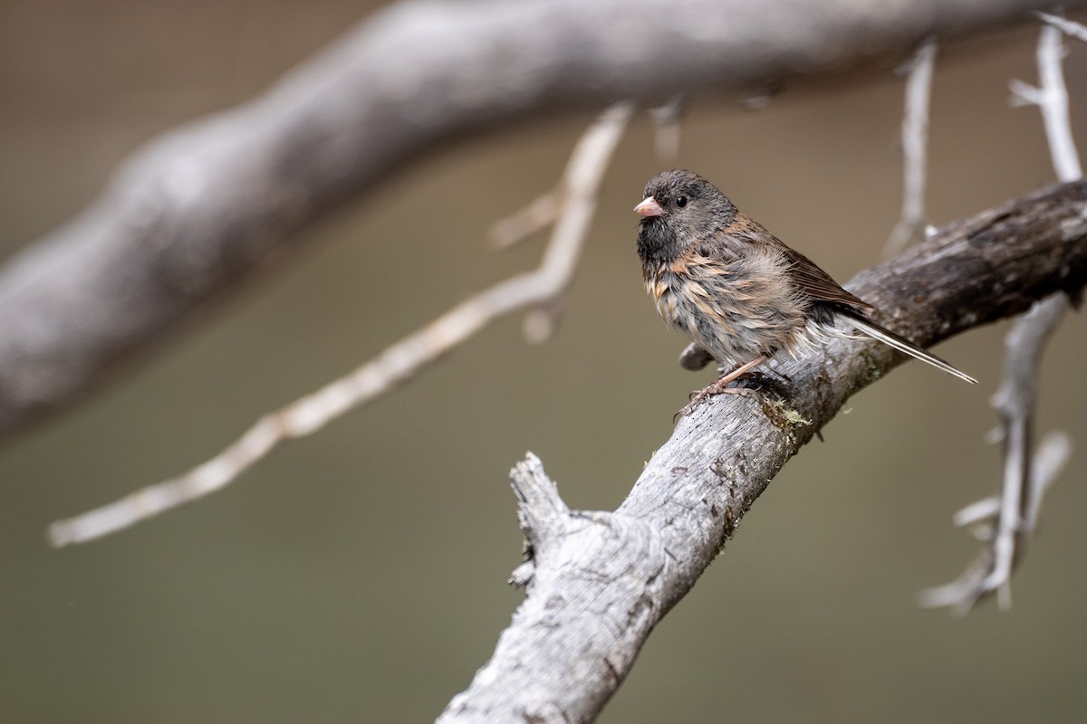 Dark-eyed Junco - ML161117341