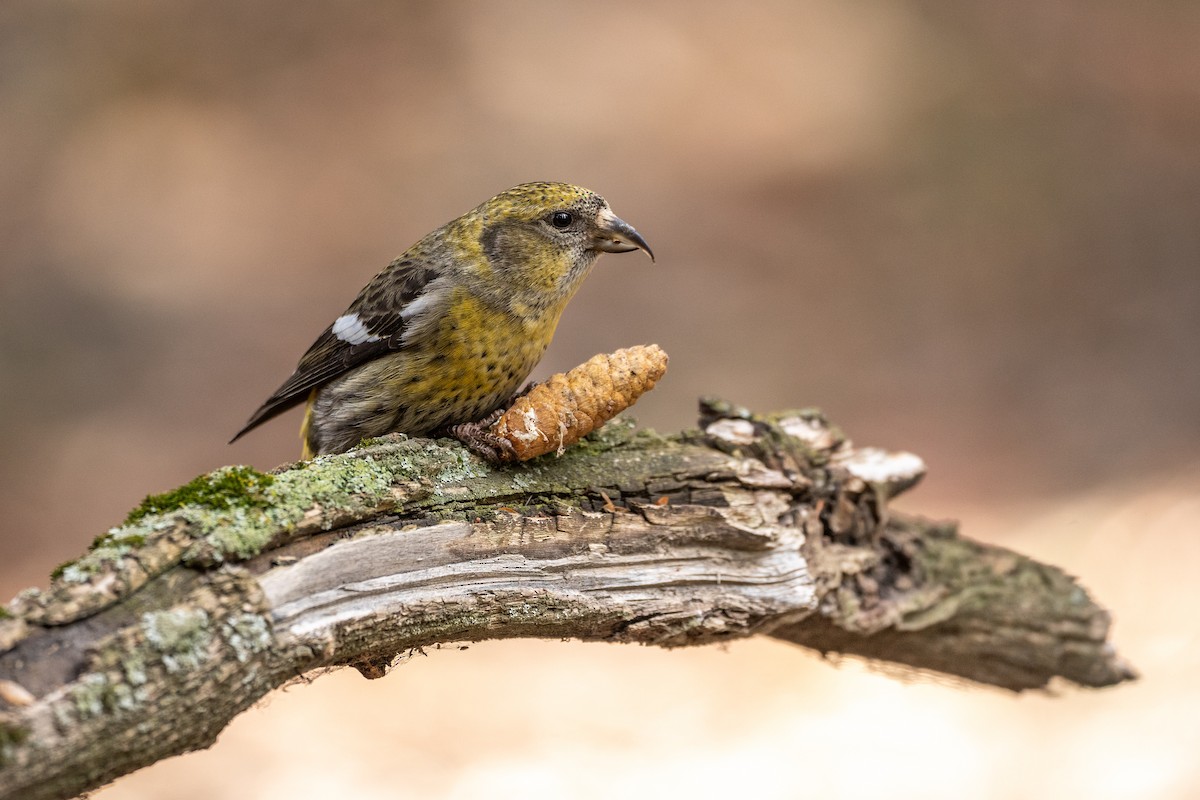 White-winged Crossbill - ML161117361