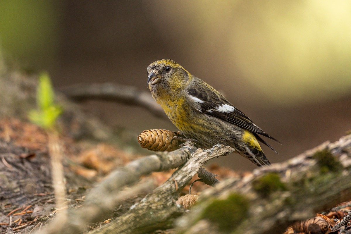 White-winged Crossbill - ML161117371