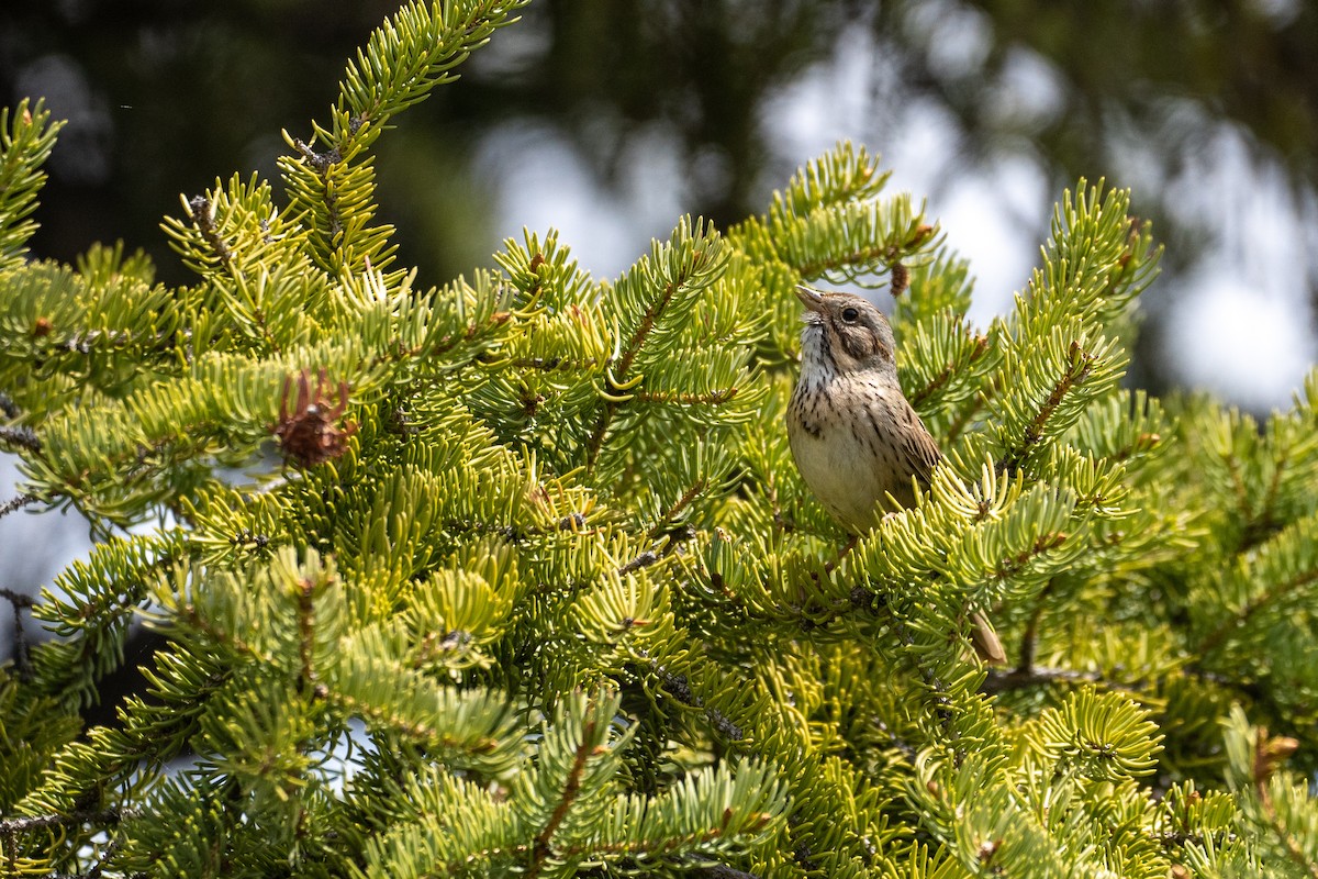 Lincoln's Sparrow - ML161117421