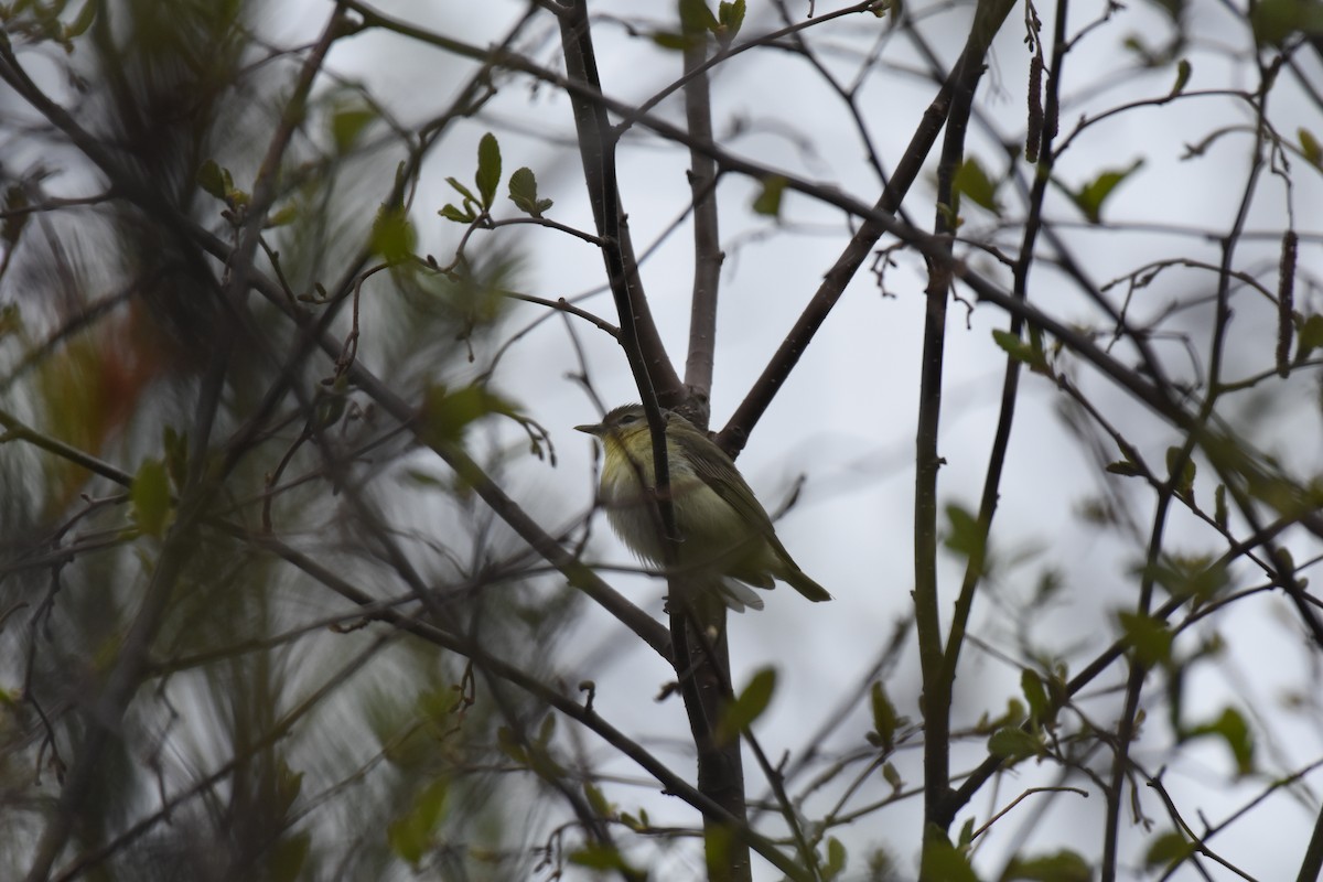 Vireo de Filadelfia - ML161117551