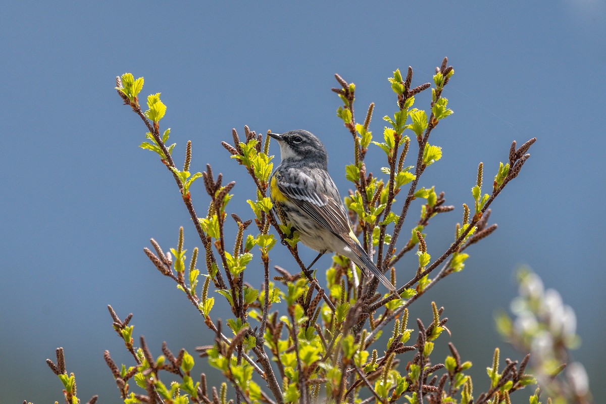 Yellow-rumped Warbler - ML161117561