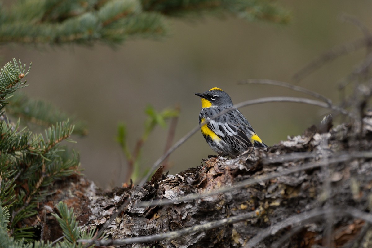 Yellow-rumped Warbler - ML161117591