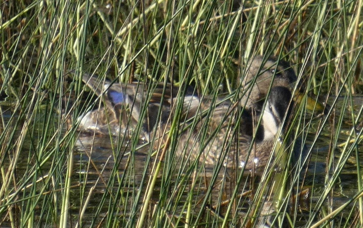 Mallard x Mottled Duck (hybrid) - Bill Pranty