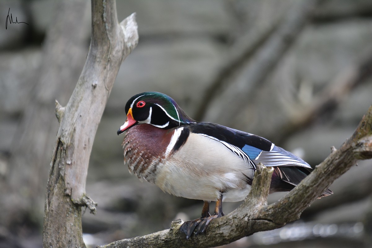 Wood Duck - ML161119191