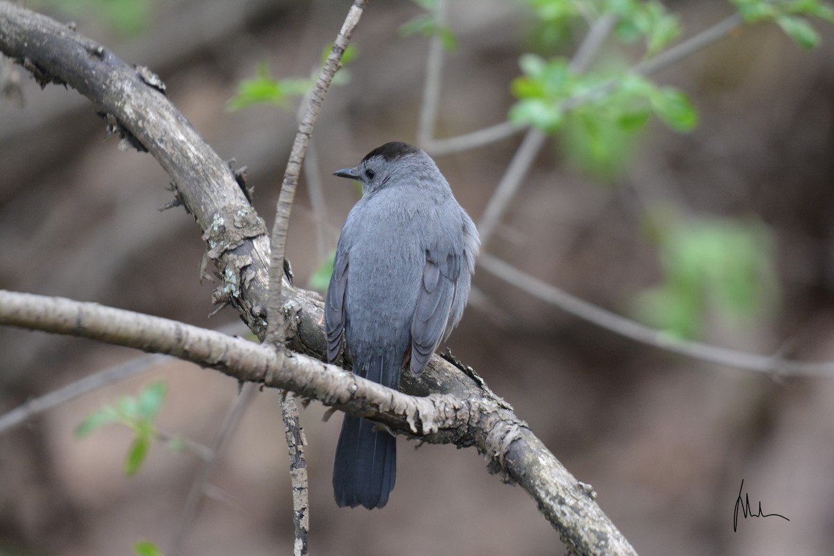 Gray Catbird - ML161119461