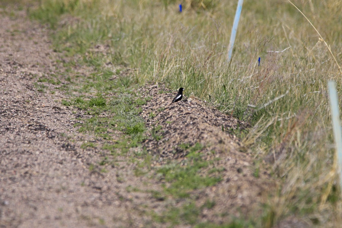 Lark Bunting - ML161119531