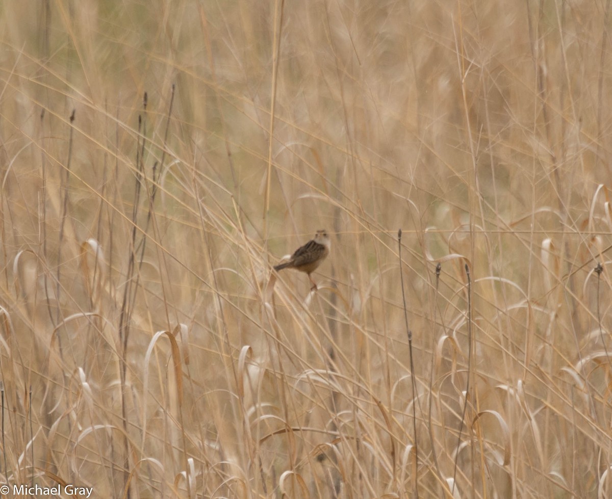 Sedge Wren - ML161120611