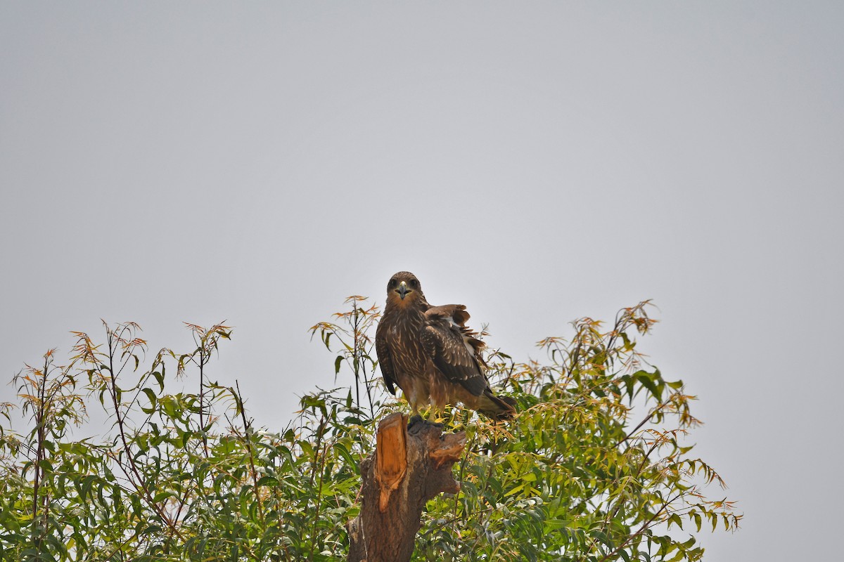 Black Kite - ML161121961