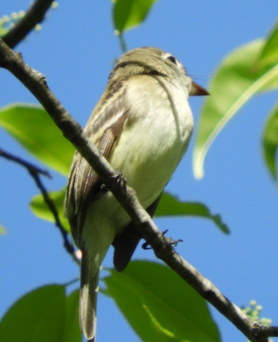 Least Flycatcher - ML161122351