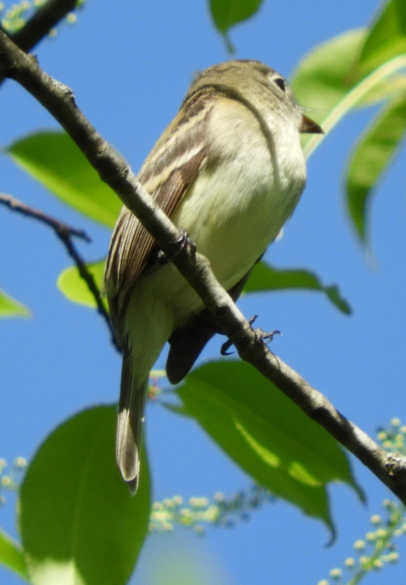 Least Flycatcher - ML161122361