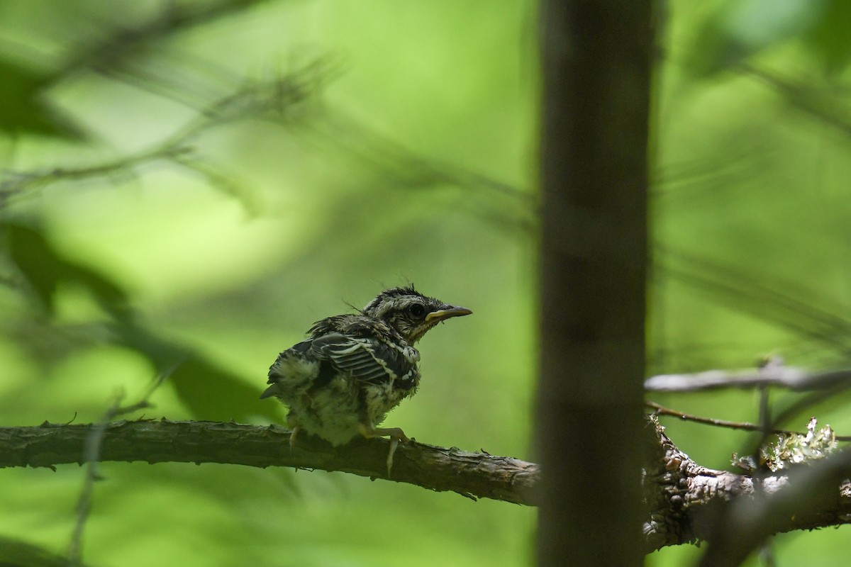 Black-and-white Warbler - ML161123761