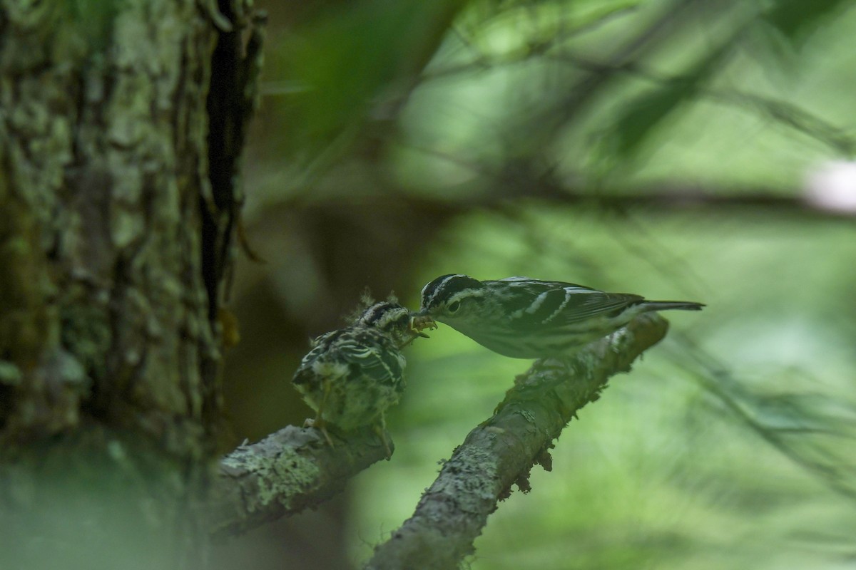 Black-and-white Warbler - ML161123891
