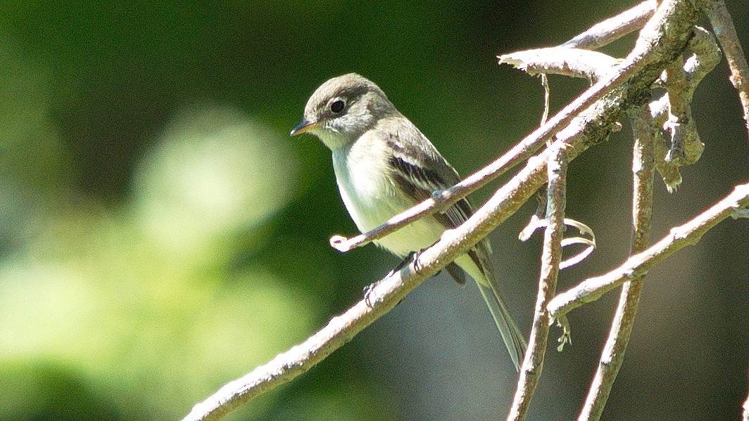 Least Flycatcher - ML161124161