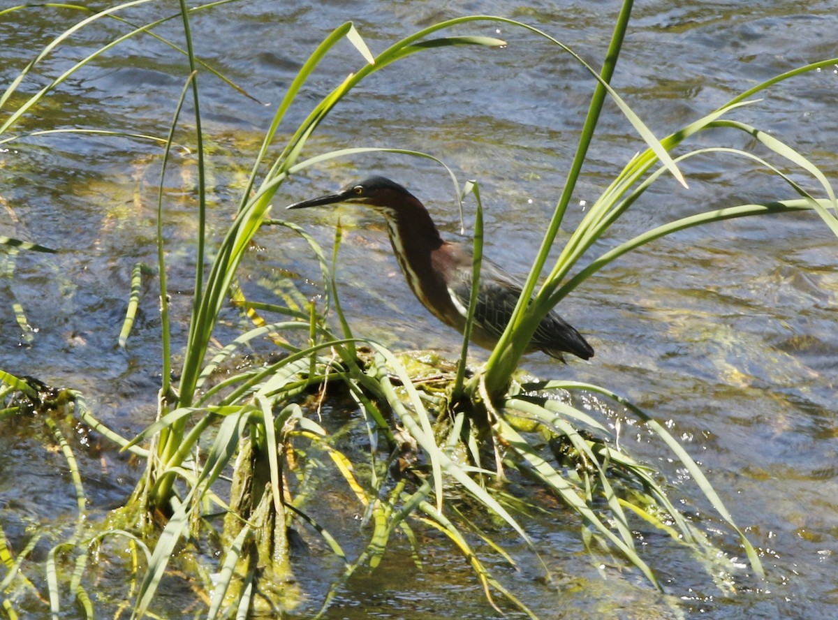 Green Heron - ML161124251