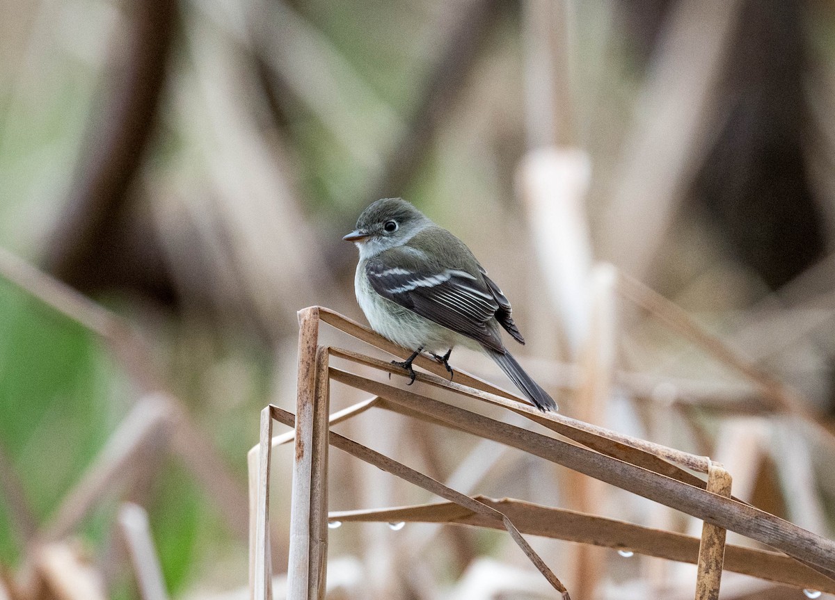 Least Flycatcher - ML161125411