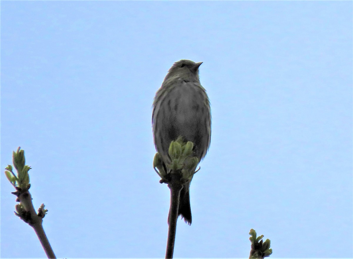 Pine Siskin - ML161125891