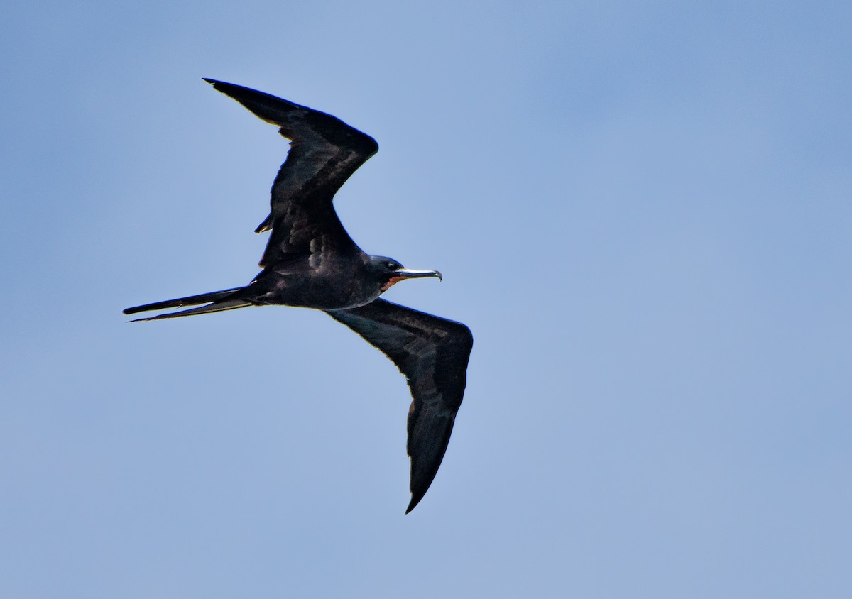 Great Frigatebird - Lizabeth Southworth