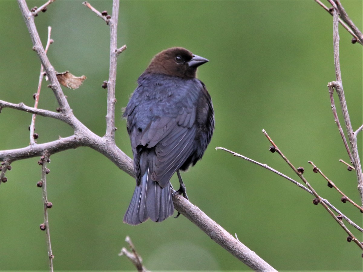 Brown-headed Cowbird - ML161127021