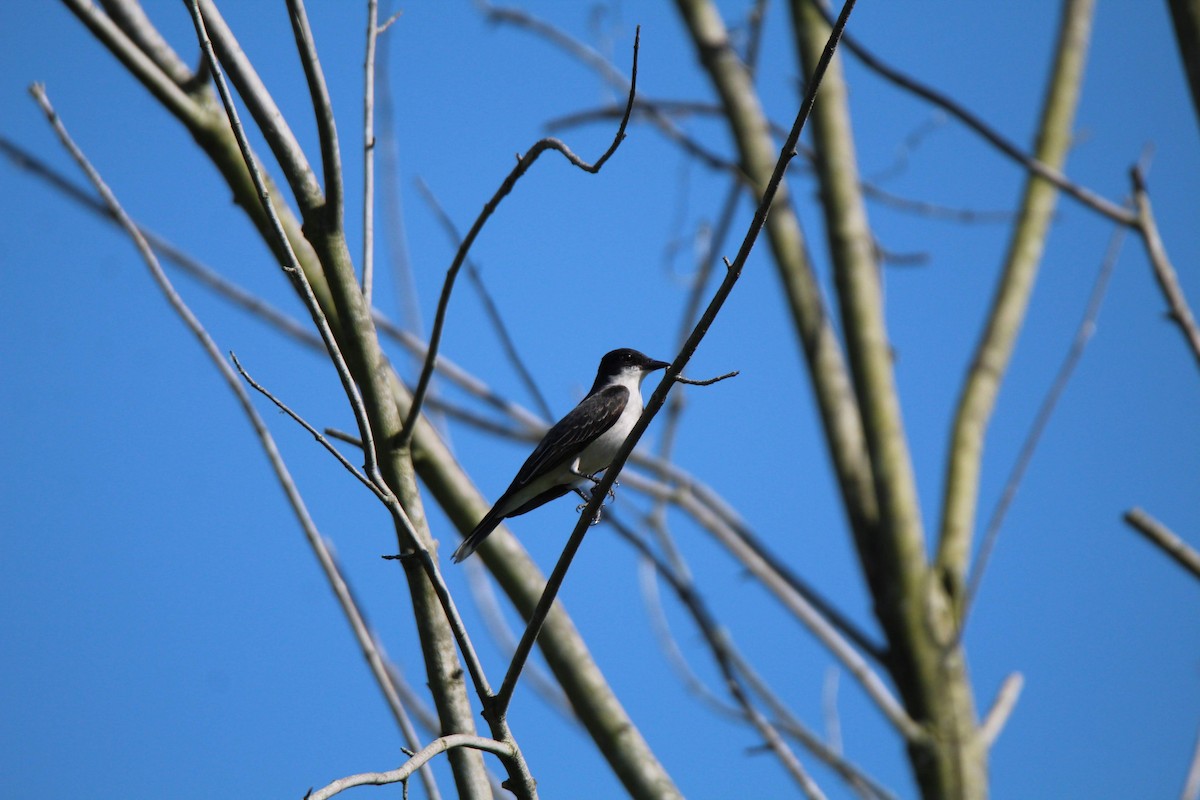 Eastern Kingbird - ML161127371