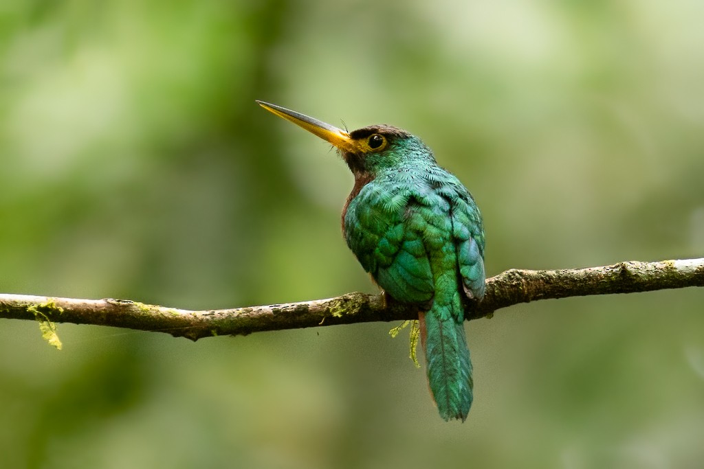 Yellow-billed Jacamar - Ilya Povalyaev