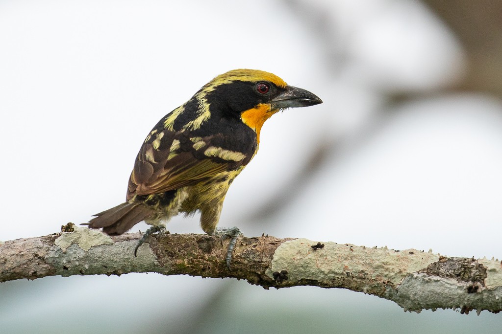 Gilded Barbet - ML161128661