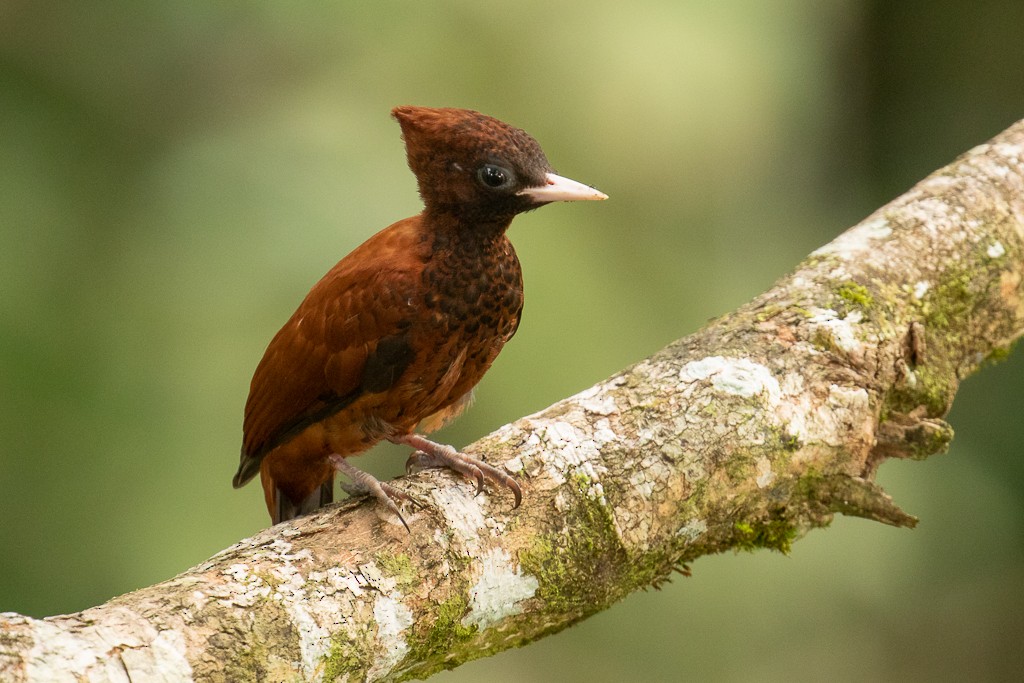 Waved Woodpecker (Scale-breasted) - ML161129121