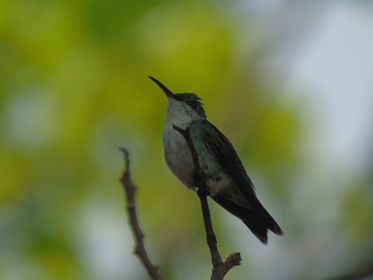 Gartensmaragdkolibri - ML161130051