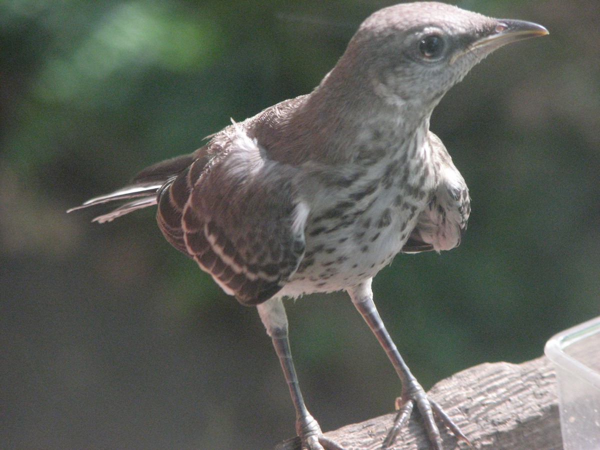 Northern Mockingbird - ML161130971