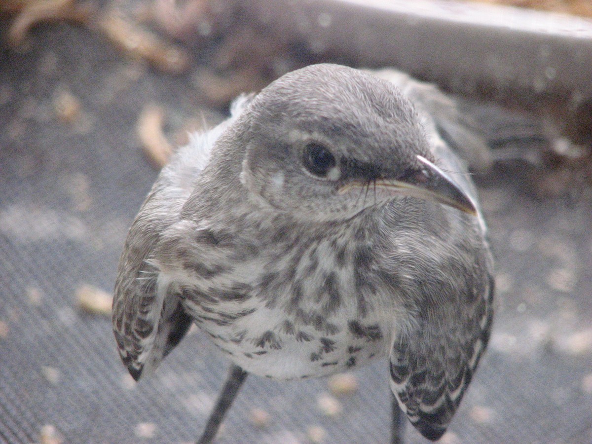 Northern Mockingbird - ML161131231