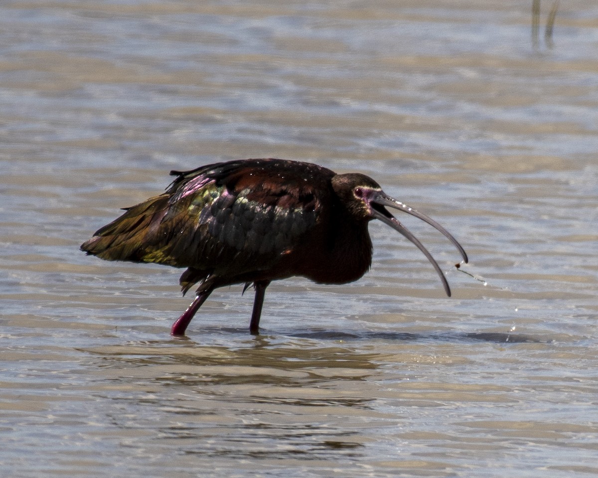 ibis americký - ML161131331