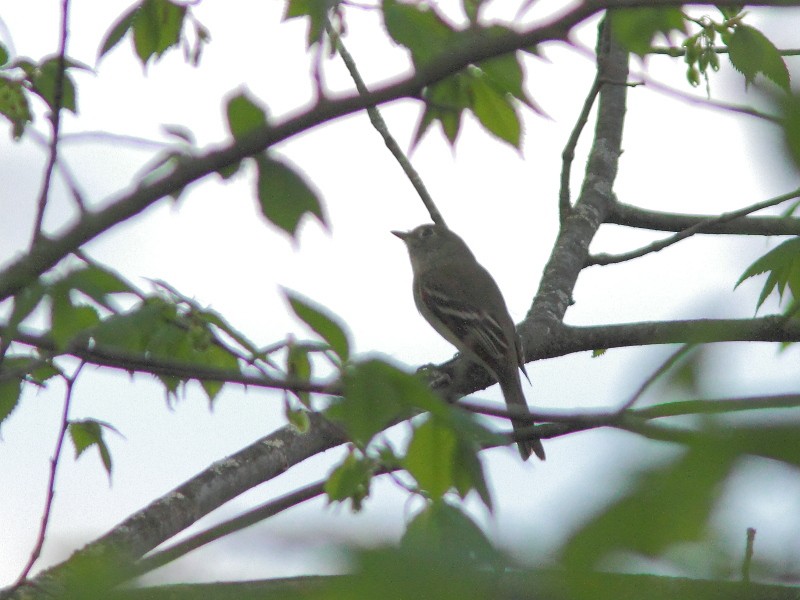 Alder Flycatcher - ML161131361