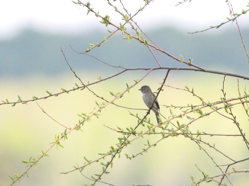 Alder Flycatcher - ML161131461