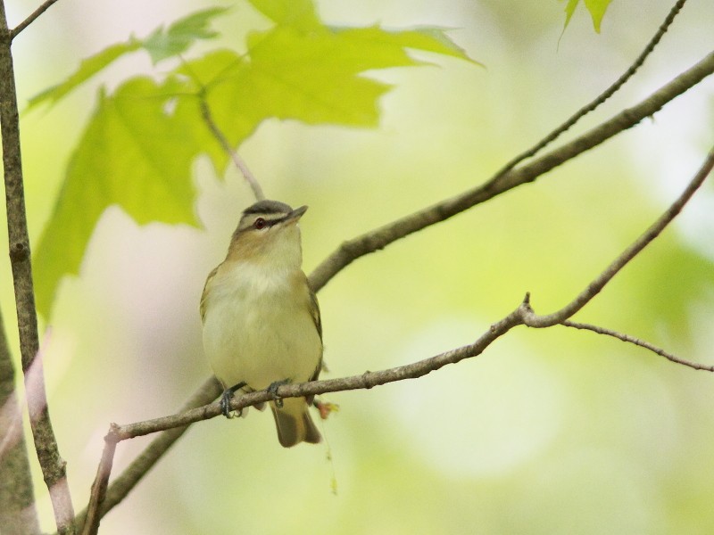 Vireo Ojirrojo - ML161131761