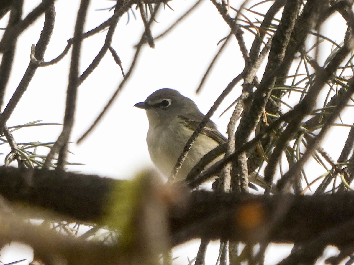 Plumbeous Vireo - ML161134131