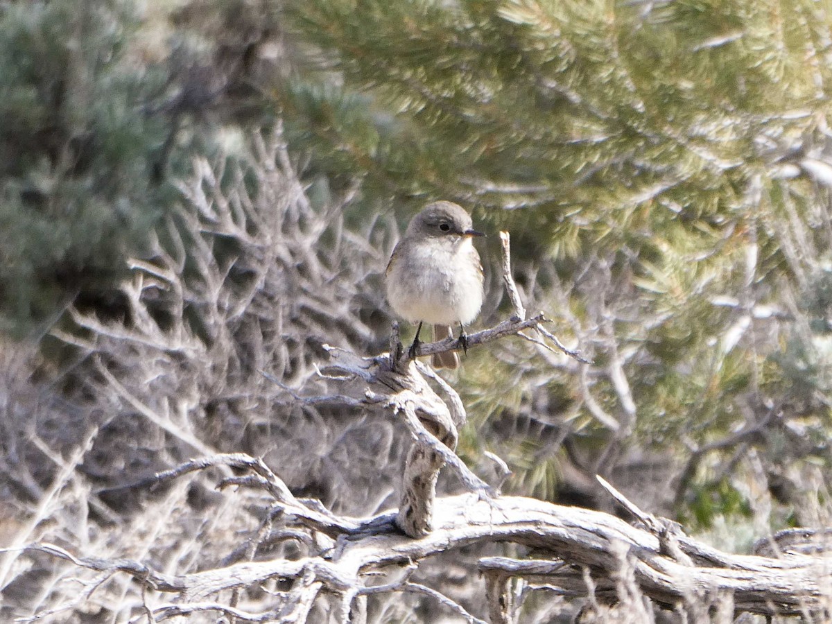 Gray Flycatcher - ML161134301