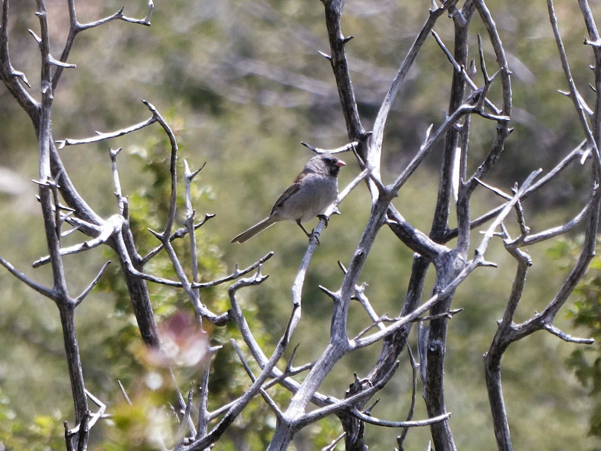 Black-chinned Sparrow - ML161134561