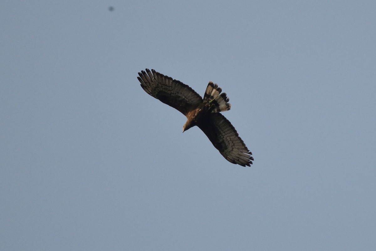 Oriental Honey-buzzard - Praveen Shankar Balasubramanian