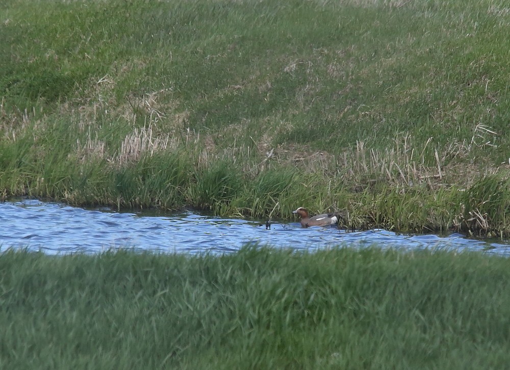 Eurasian Wigeon - ML161136381