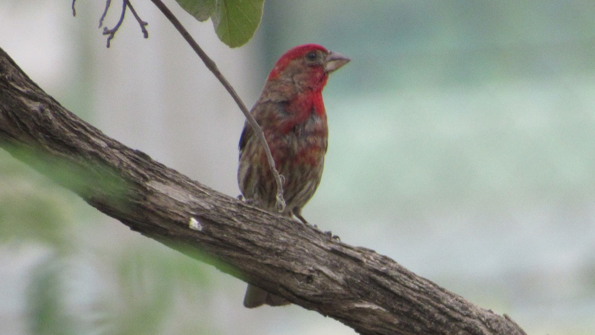 House Finch - ML161139211