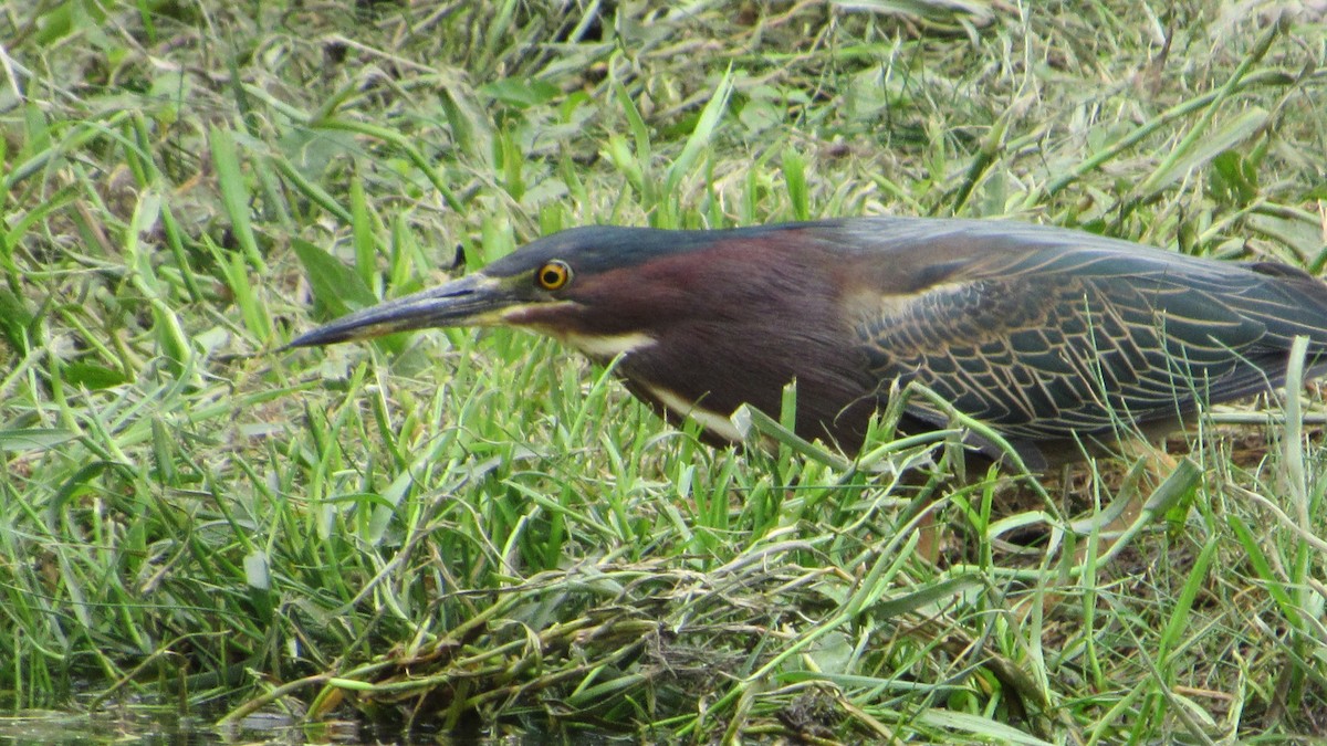 Green Heron - ML161139351