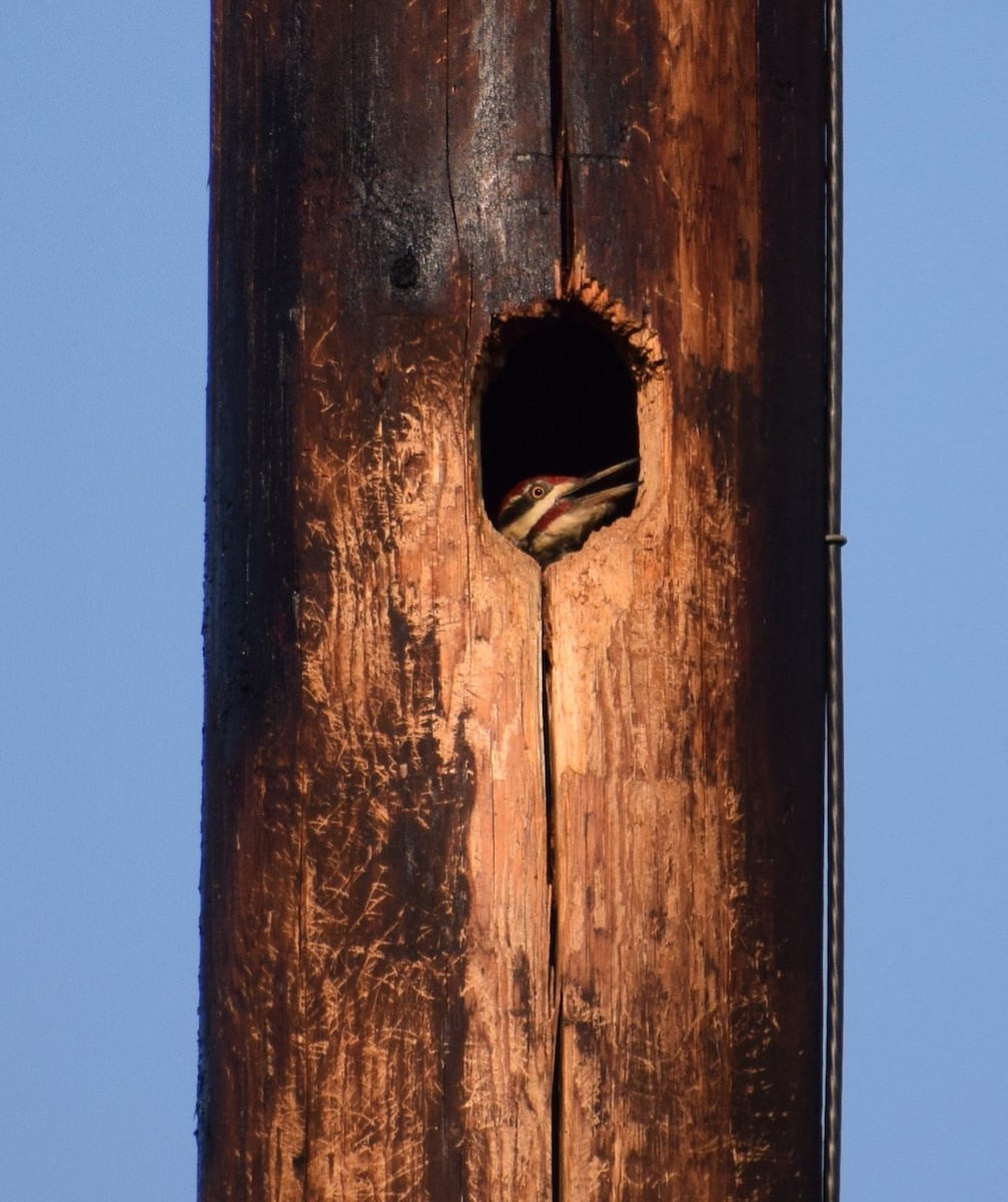 Pileated Woodpecker - ML161143631