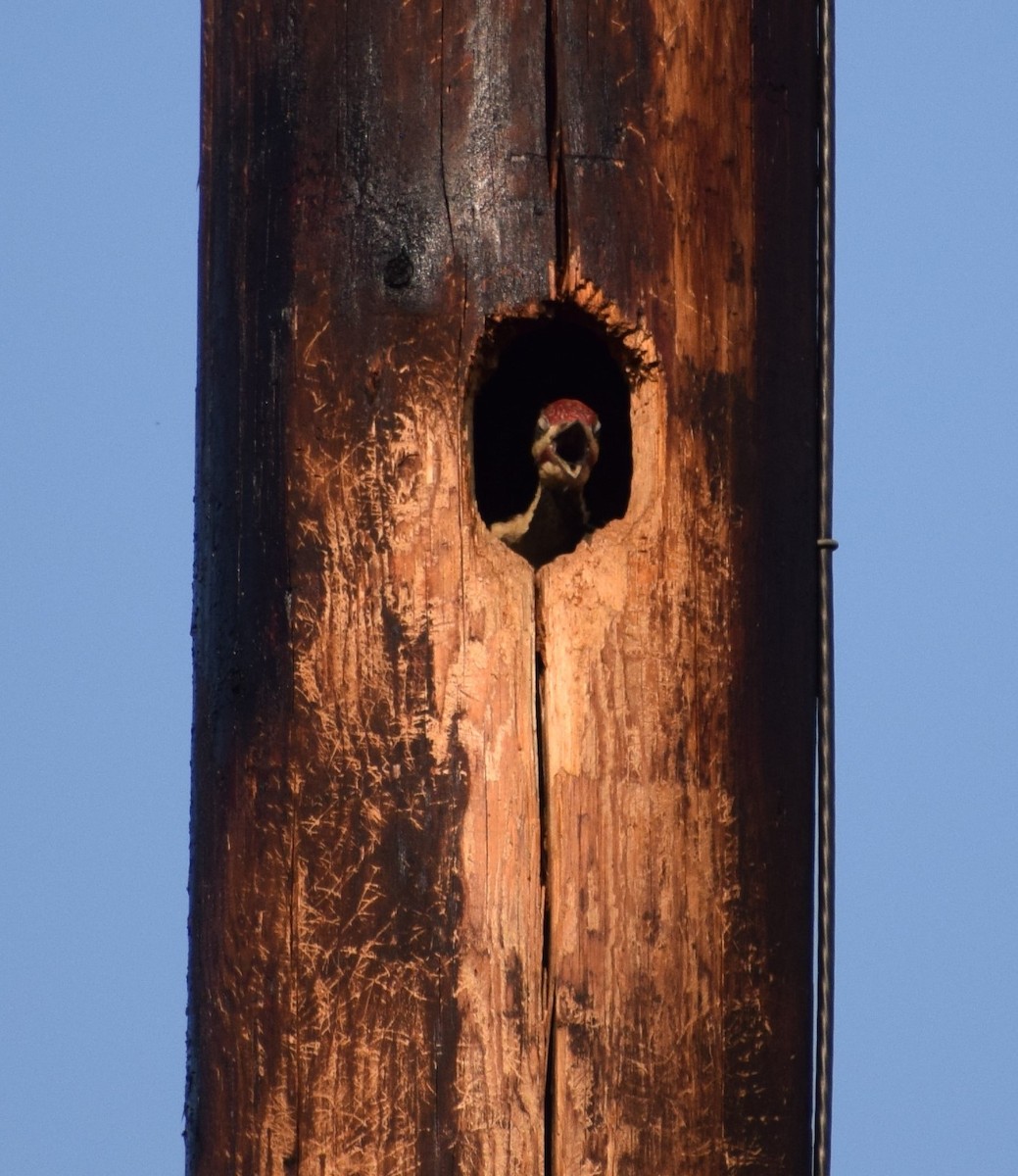 Pileated Woodpecker - ML161143651